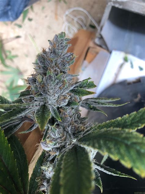royal oak regular cannabis seeds
